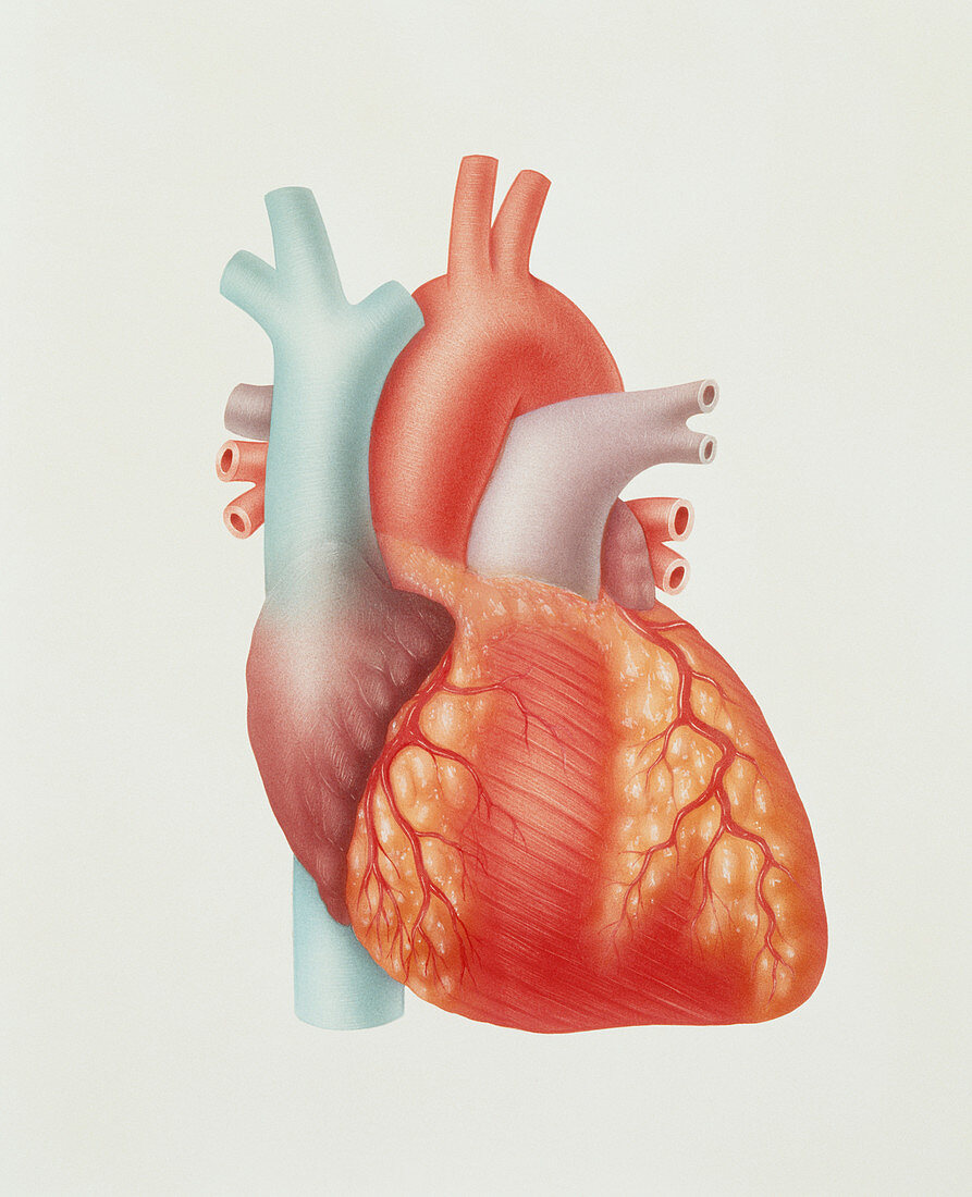 Artwork of a healthy human heart