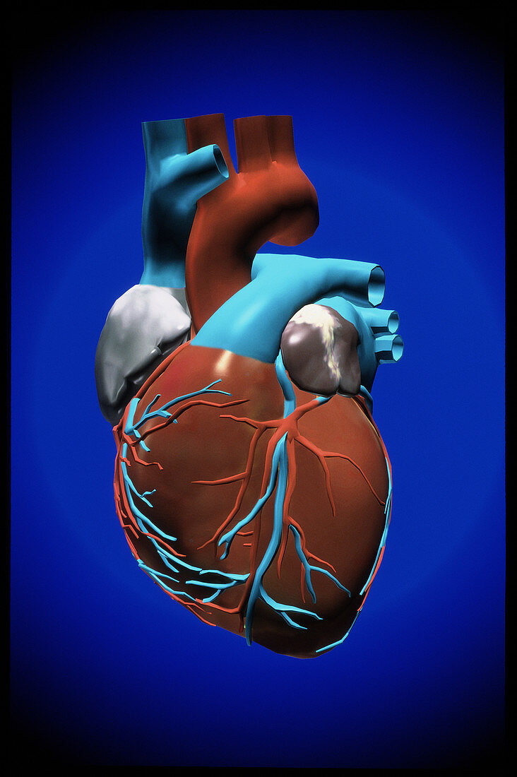 Computer artwork of a healthy human heart