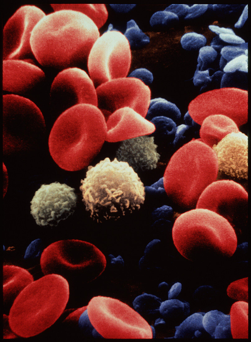 Blood cells