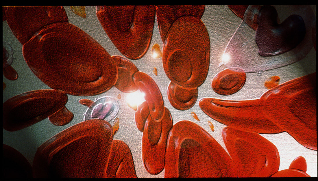 Illustration of red and white blood cells