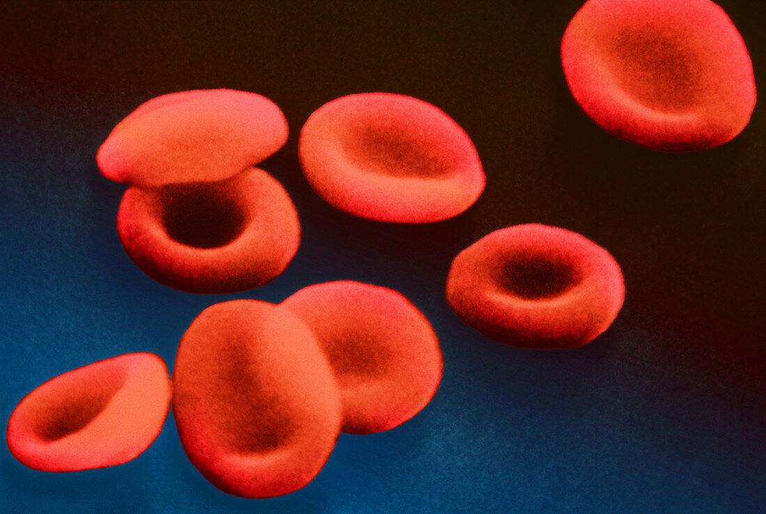 Red blood cells