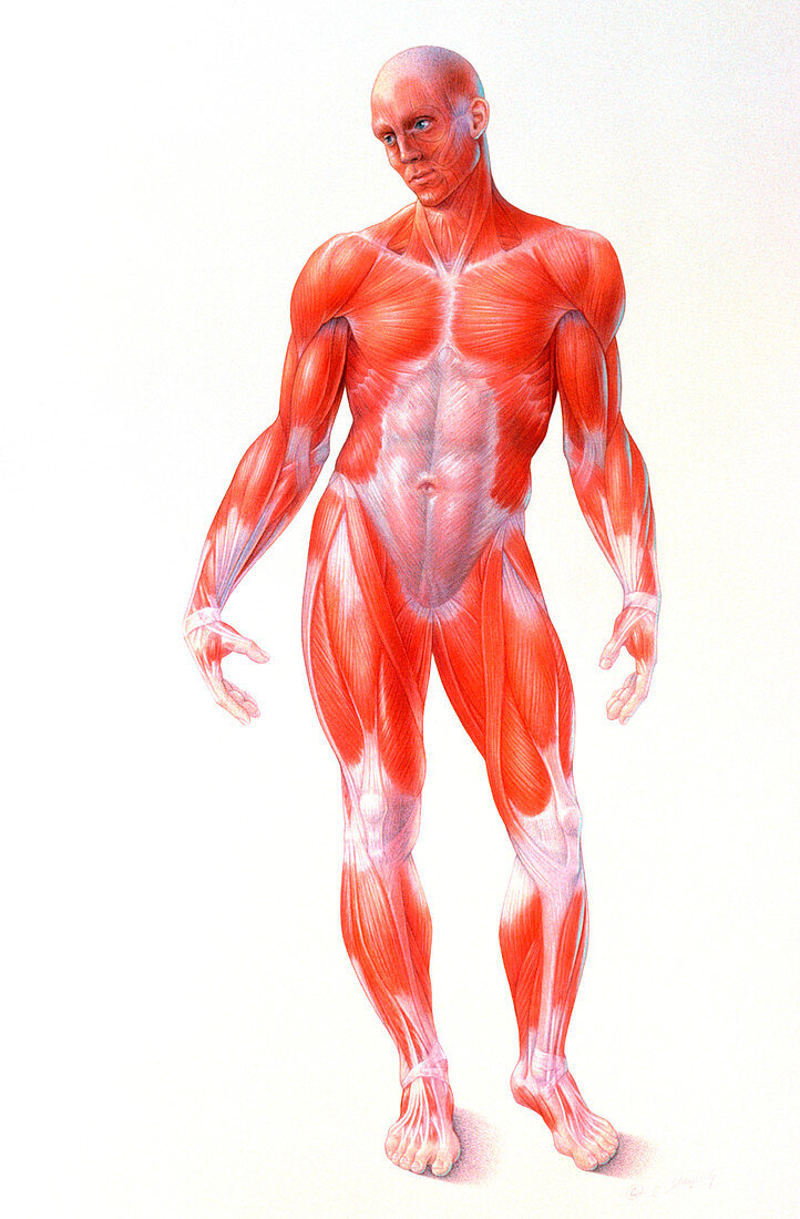 Human muscles