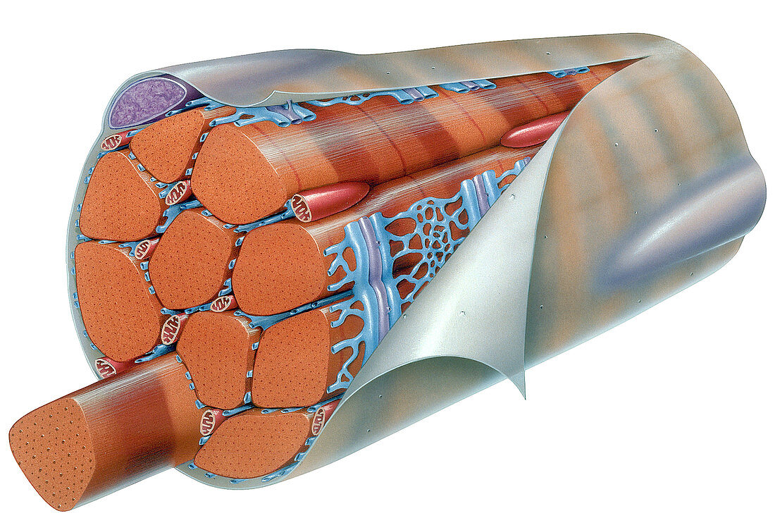 Muscle Fiber