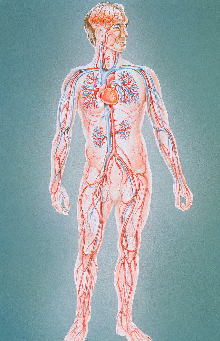 Artwork of human blood circulation in male figure