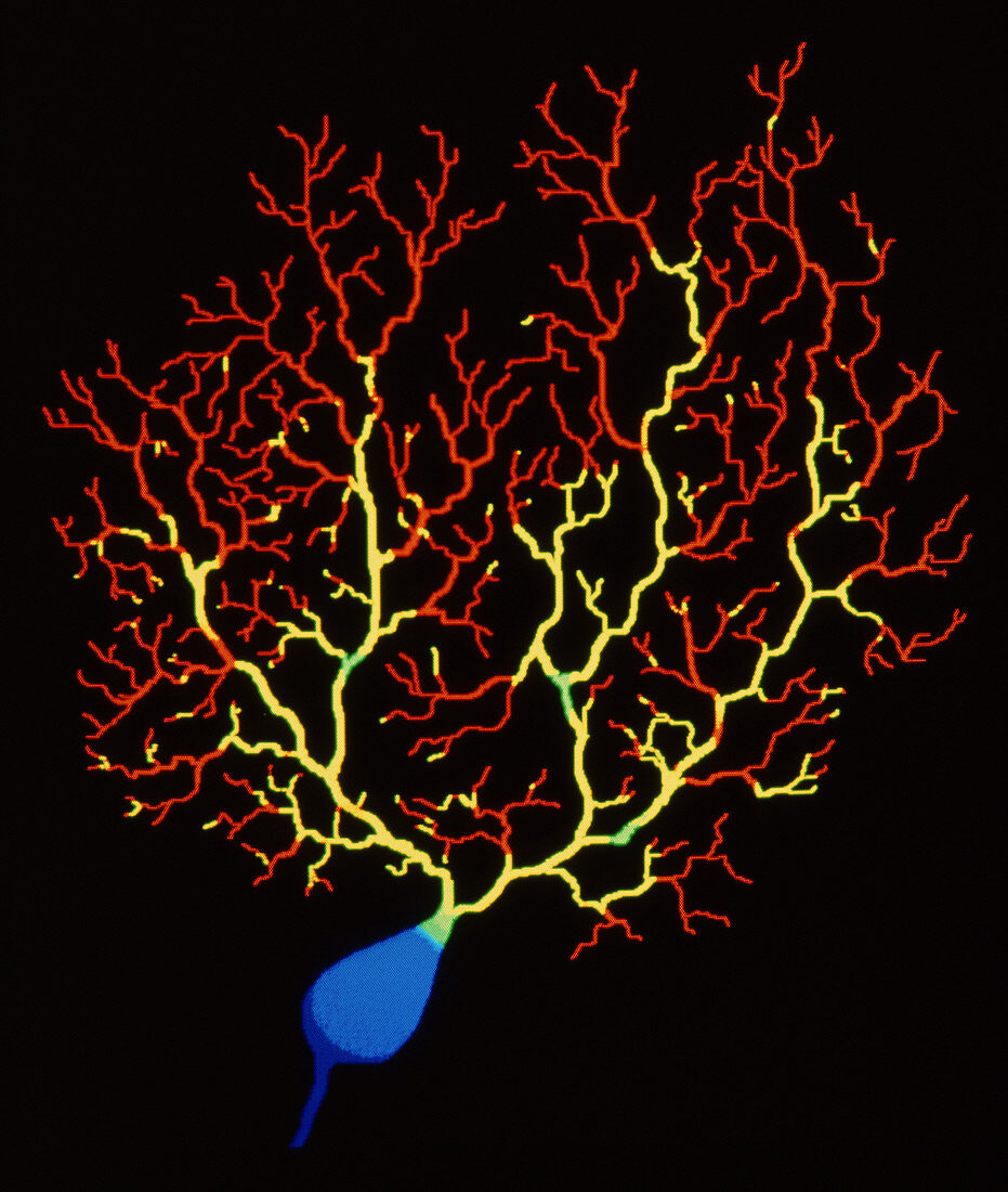 Computer art of a Purkinje cell in the cerebellum