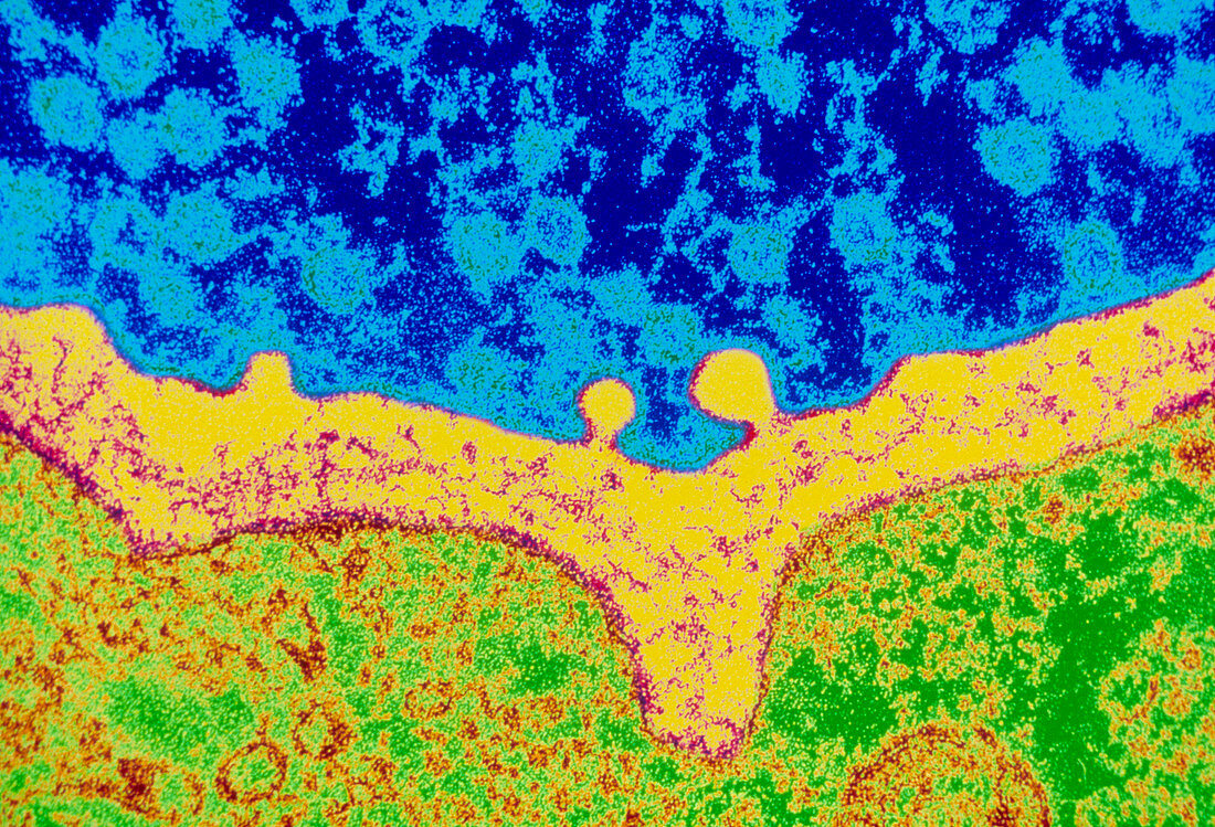 Coloured TEM of synapse of nerve