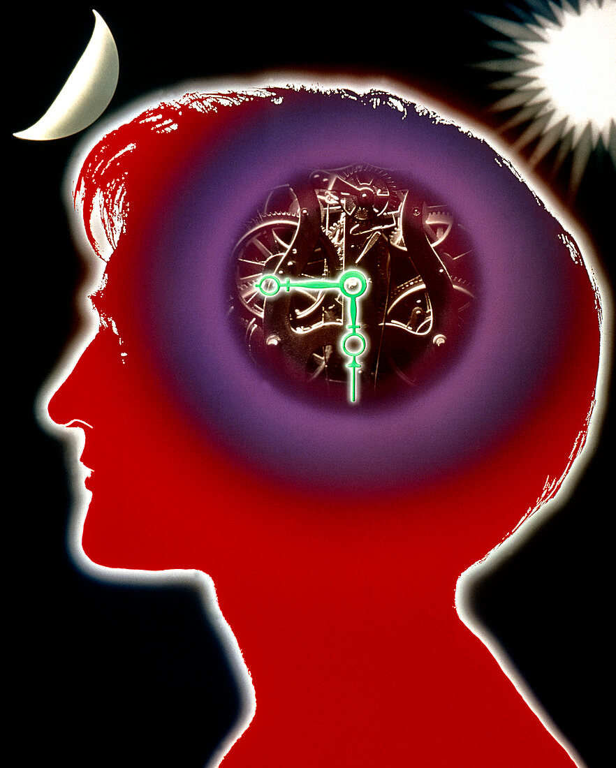 Brain as a clock