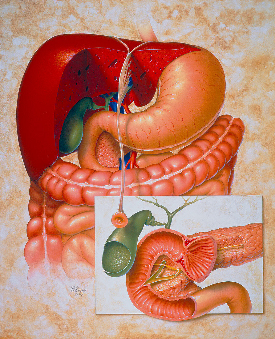 Artwork of a healthy human digestive system