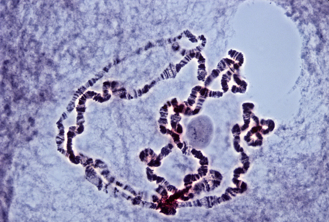 Polytene Chromosomes