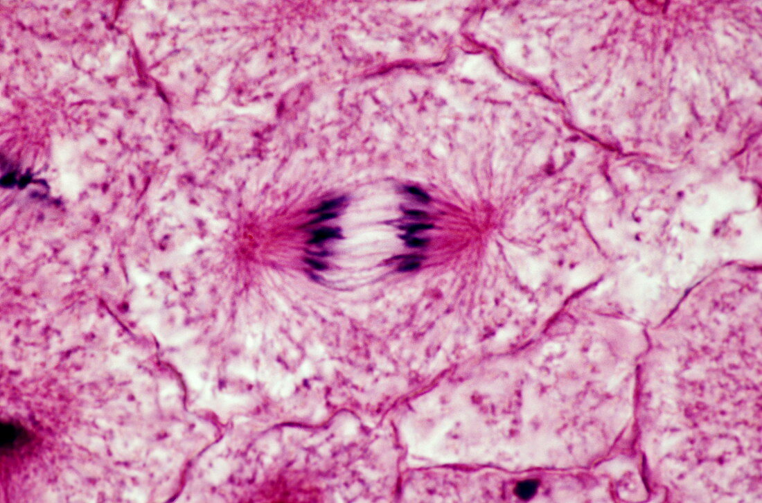 Late anaphase of mitosis,LM