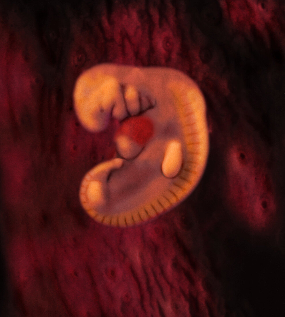 28-day-old Embryo (Micro-MRI)