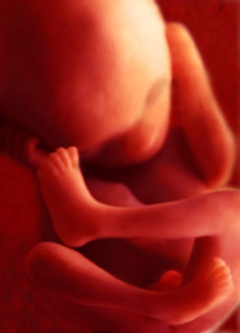 'Frontal View of foetus,14 Weeks'