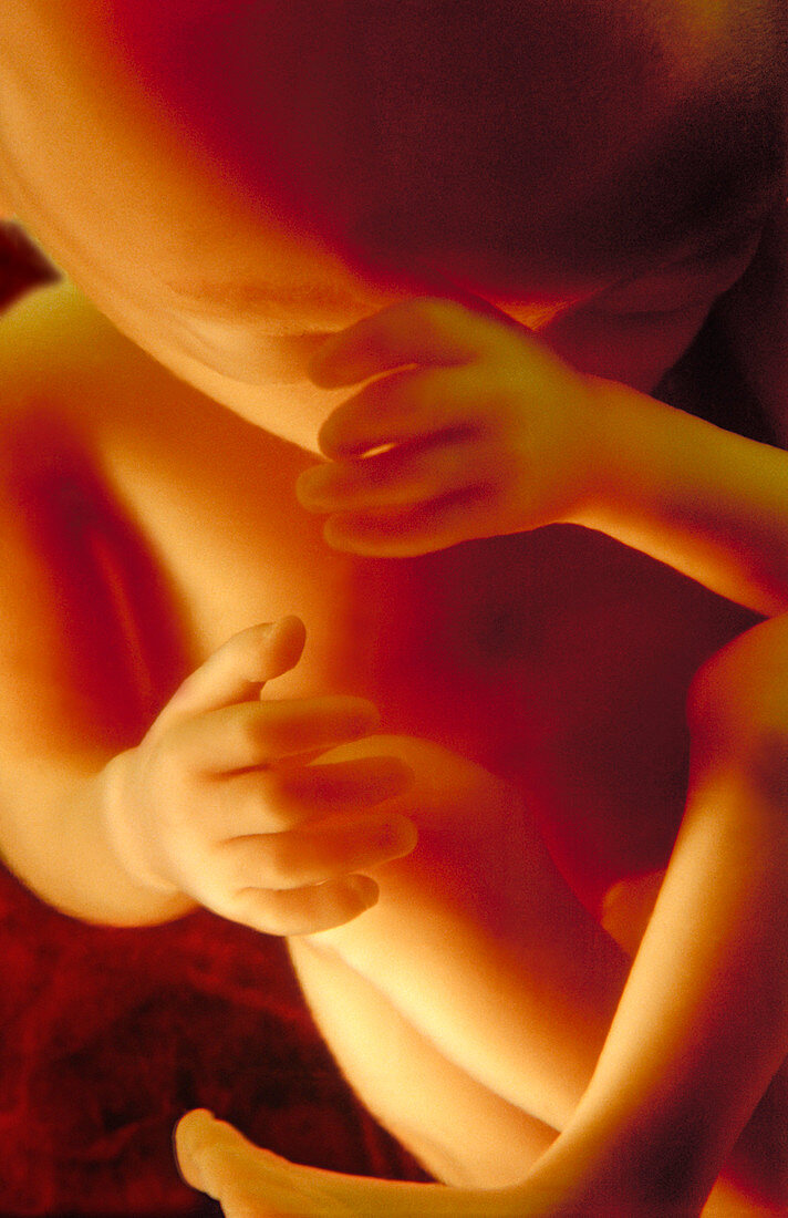'Frontal View of foetus,20 Weeks'