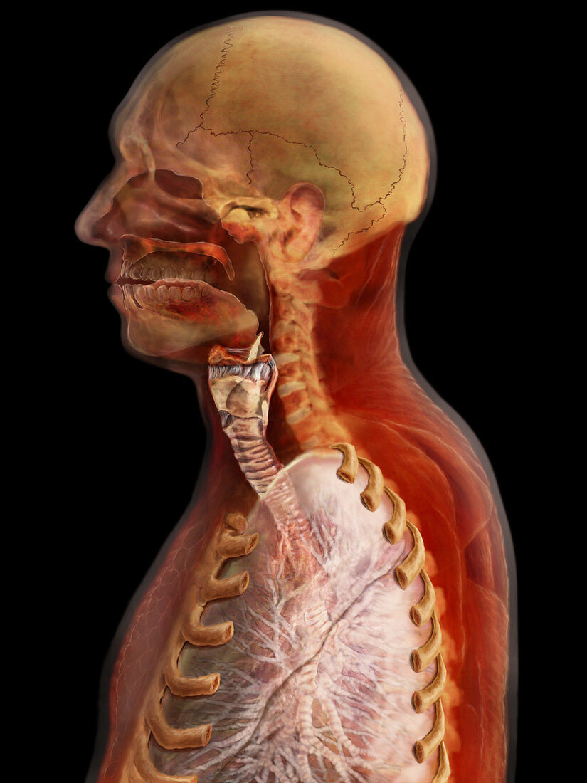 Upper Respiratory Tract