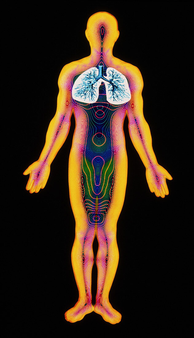 Computer illustration of healthy human lungs