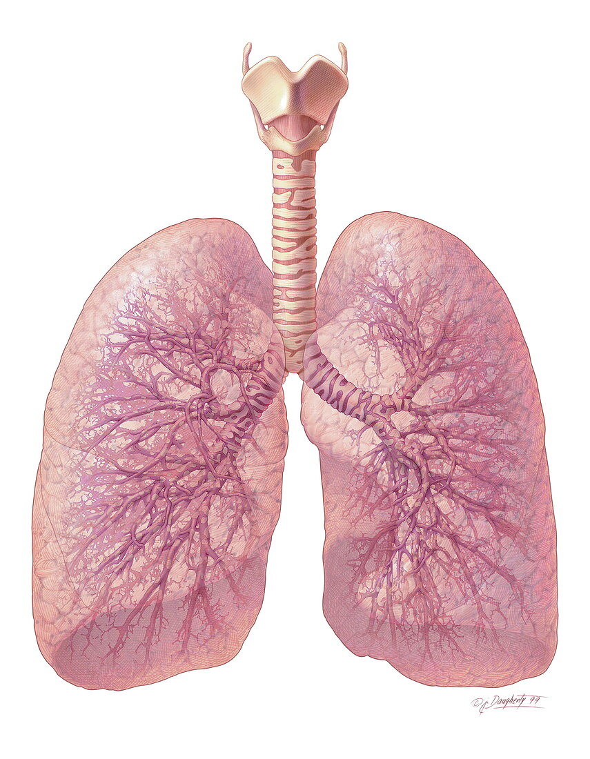 Human lungs