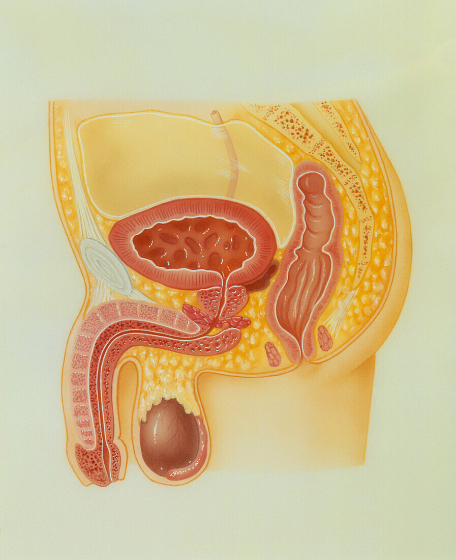 Artwork of the male reproductive system