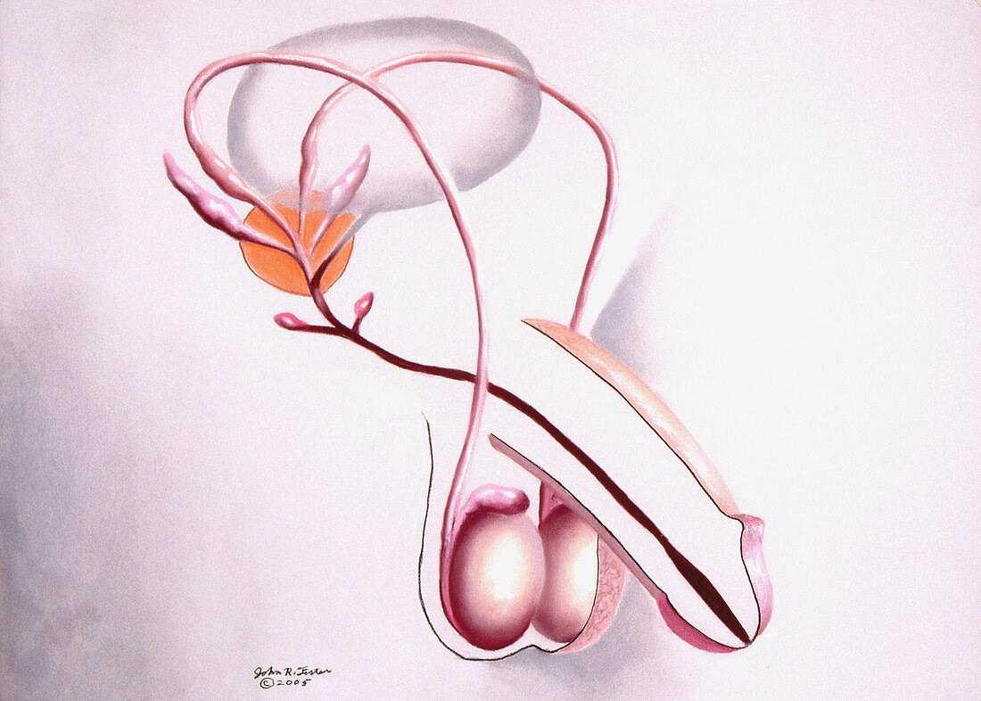 Perspective view male reproductive organs