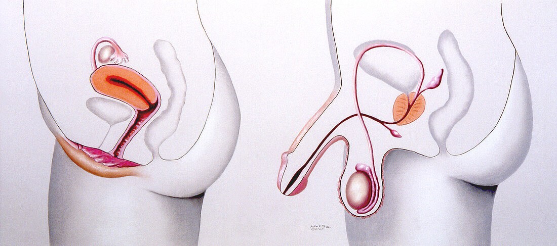 Male and Female reproduction organs