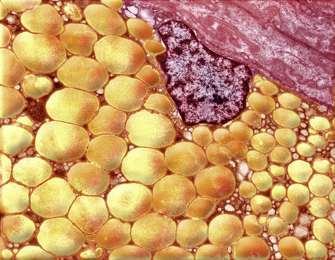 Human Fat Cell