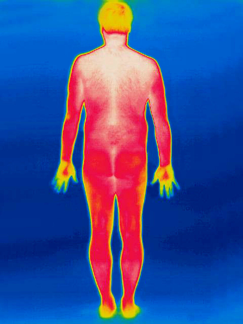 A thermogram of a nude man (back)