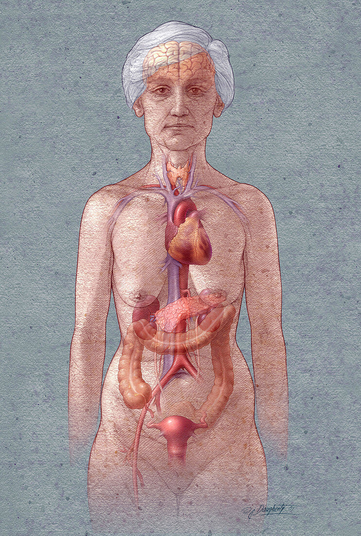 Geriatric Female Organs