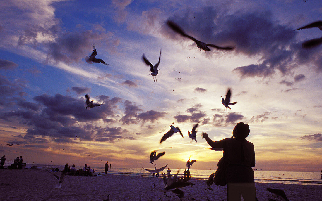 Feeding Seagulls