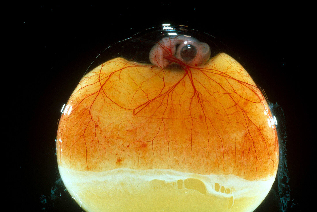 Chick Embryo After 5 Days