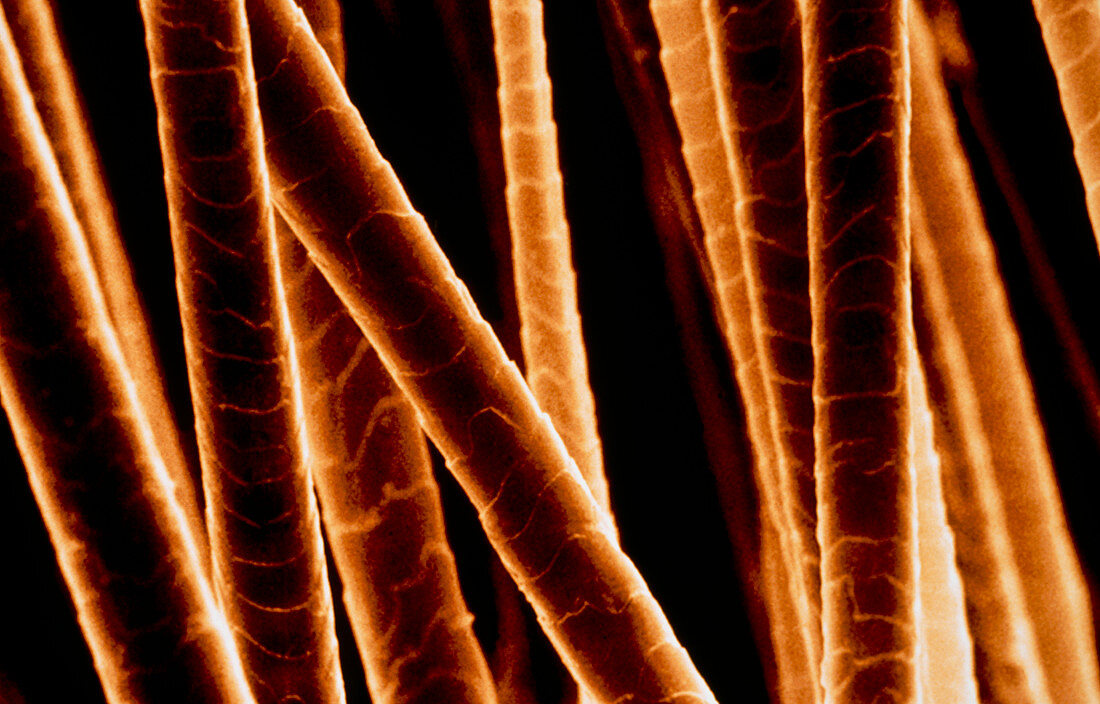 Coloured SEM of shafts of human hair