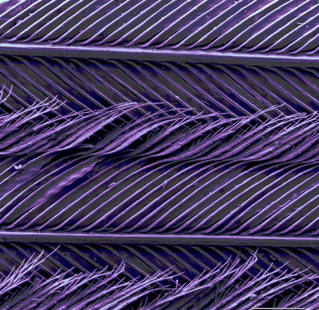 SEM of Common Grackle Feather
