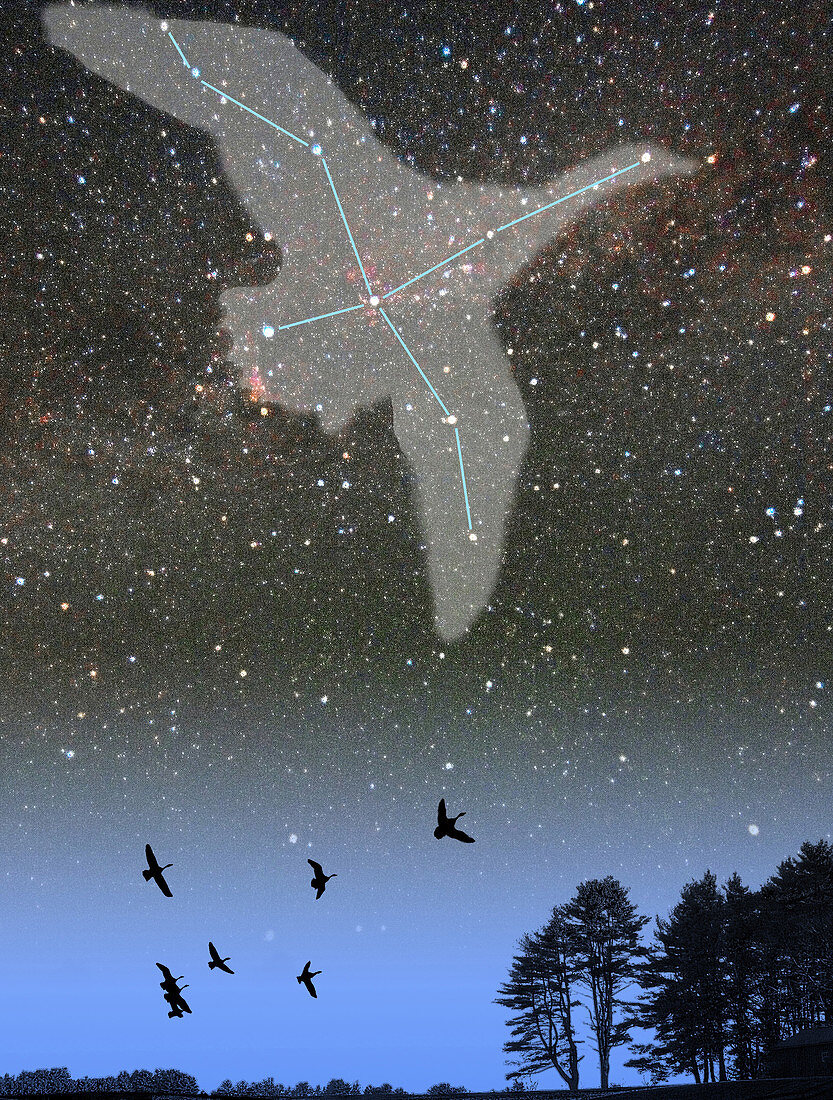 Cygnus Constellation