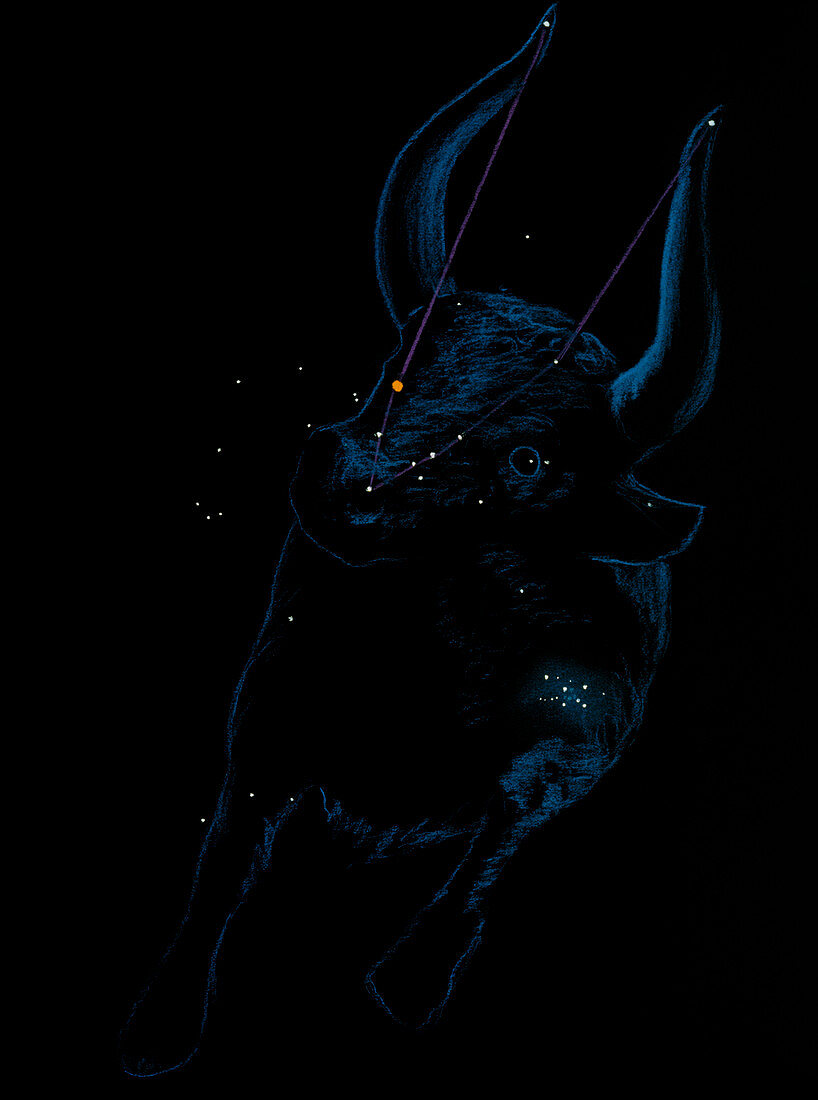 Artwork of the zodiacal constellation Taurus