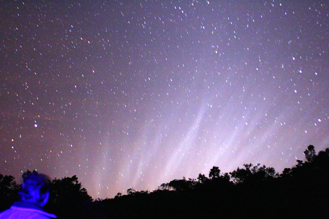 Synchrones From Comet McNaught