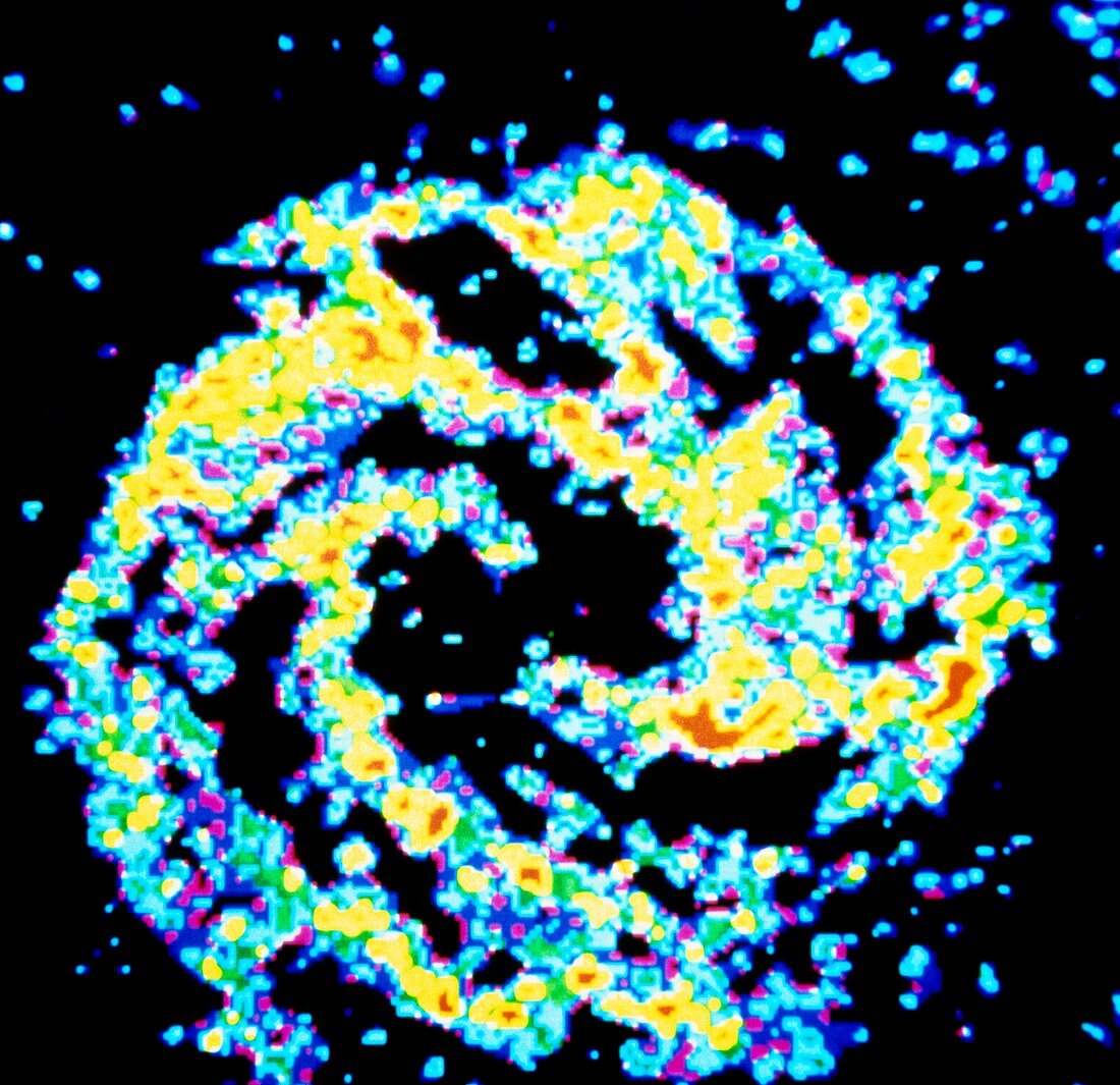 False-colour radio map of spiral galaxy M83