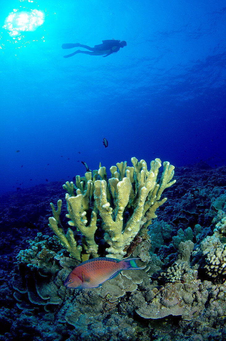 Scuba diver over a reef