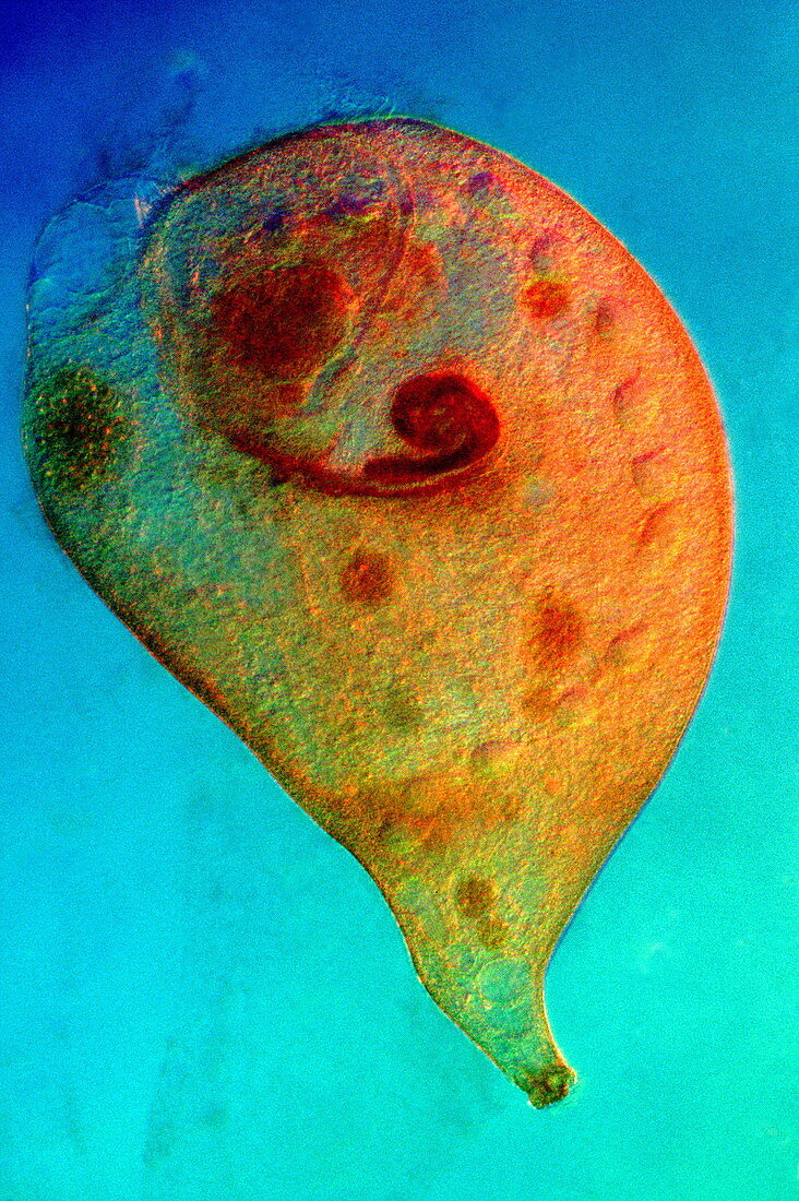 Ciliate protozoan