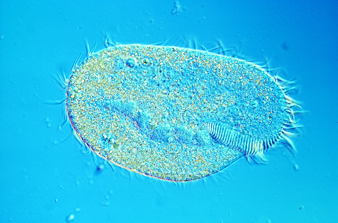 Paramecium Aurelia