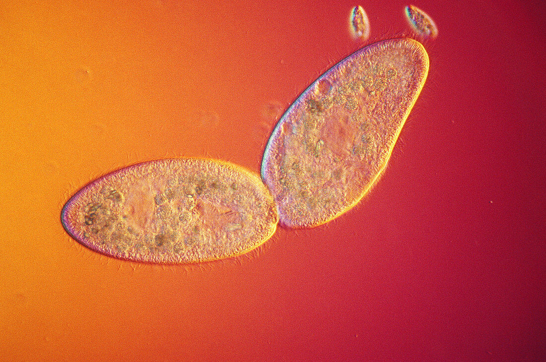 Binary Fission