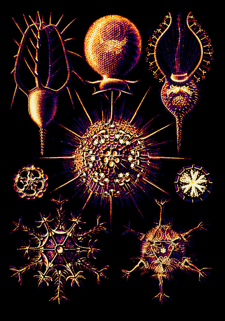 Artwork of radiolarians (from Ernst Haeckel)