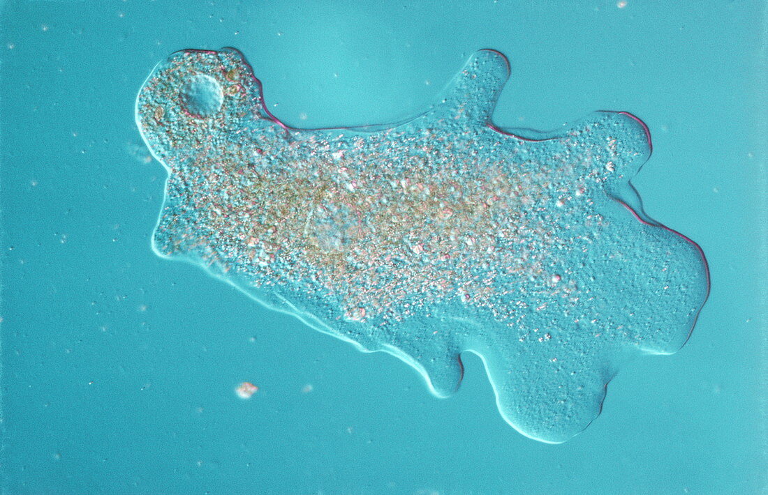 Amoeba