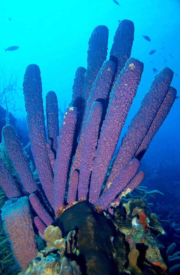 Purple tube sponge