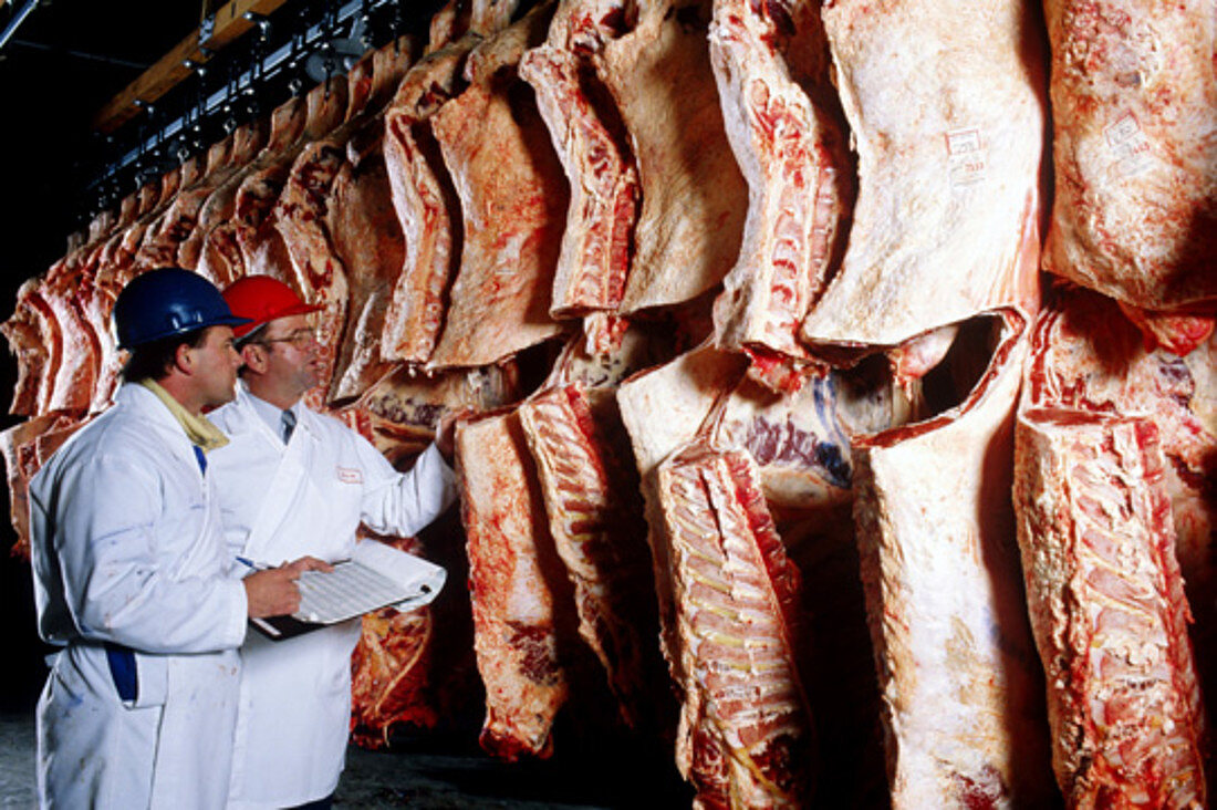 Meat inspectors examine beef