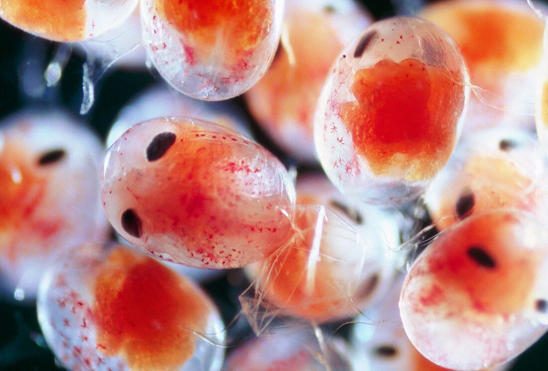 Coldwater shrimp eggs