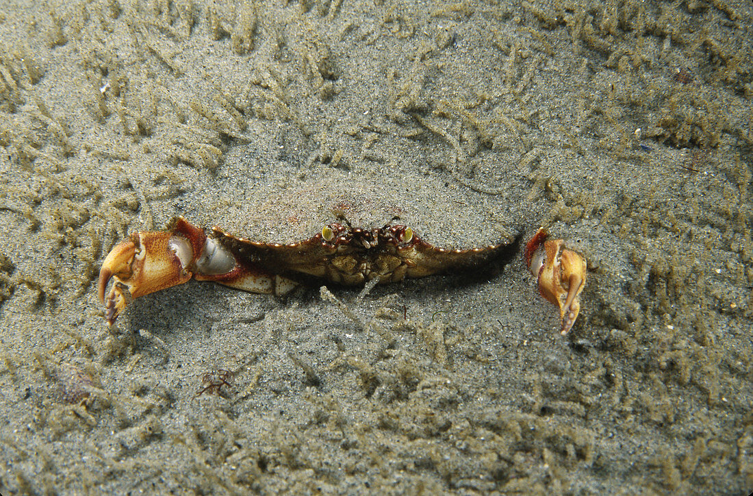 Rock Crab