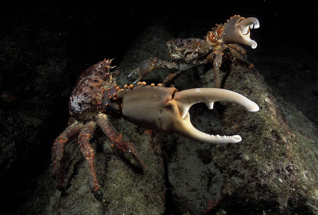 Spider Crabs fighting