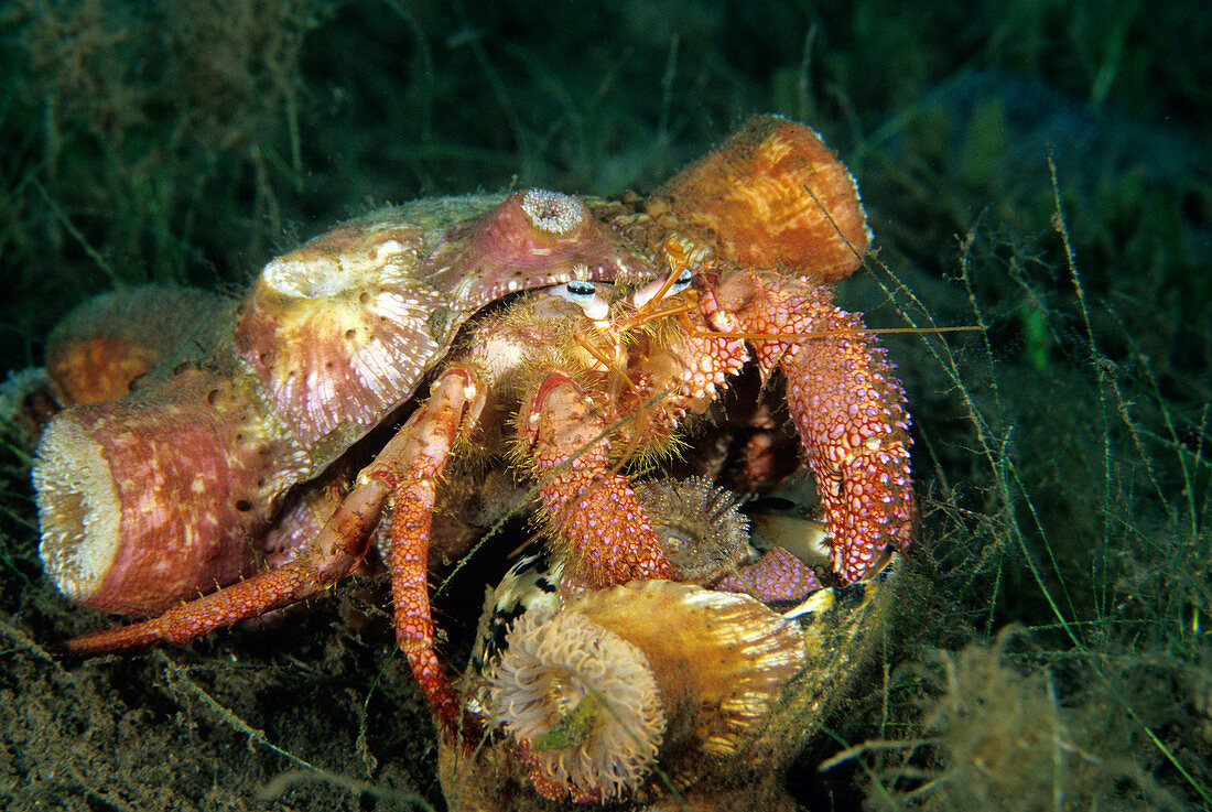 Stareye Hermit Crabs (Dardanus venosus)