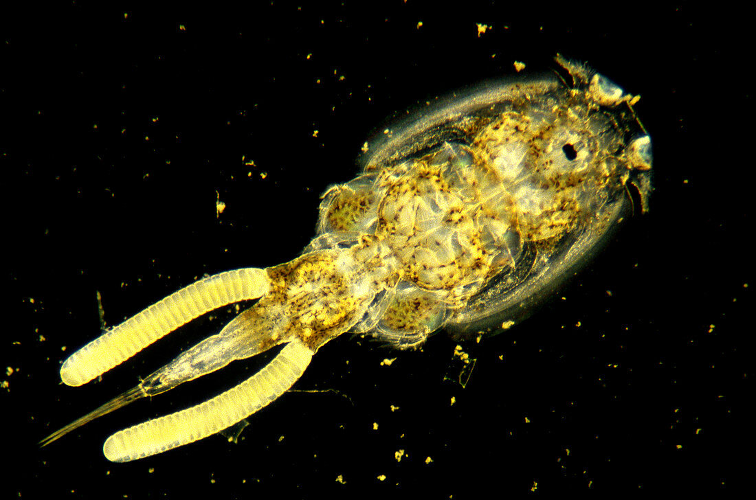 Tiny Marine Crustacean (Argulus)