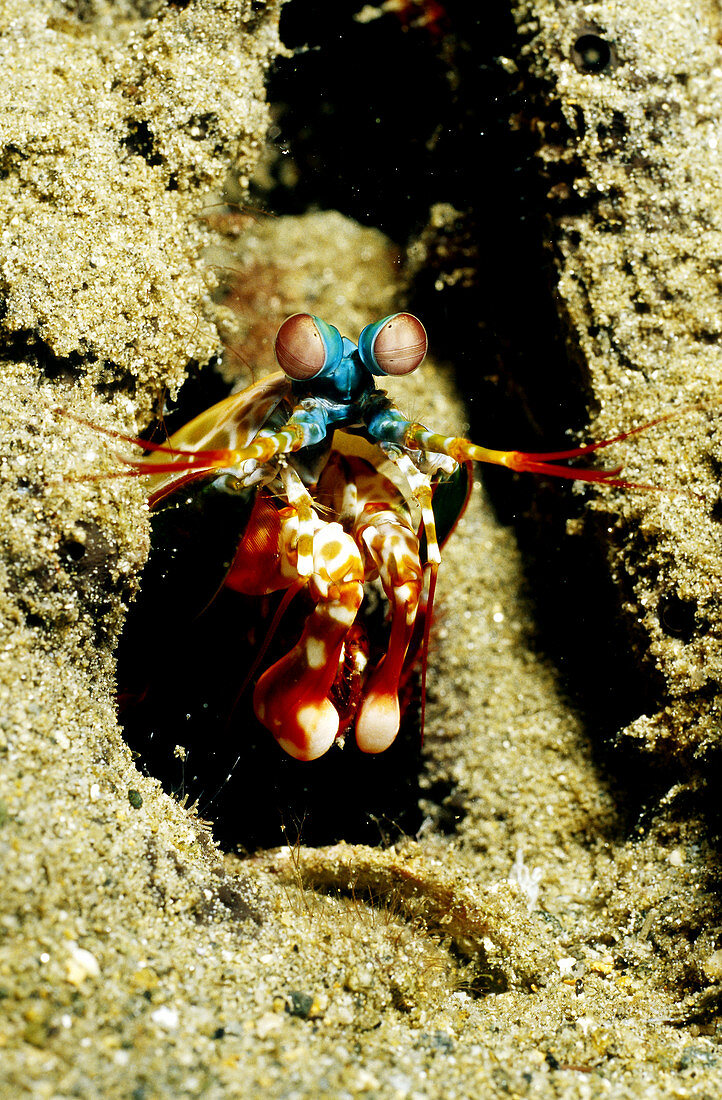 Mantis Shrimp (Odontodactylus scyllarus)