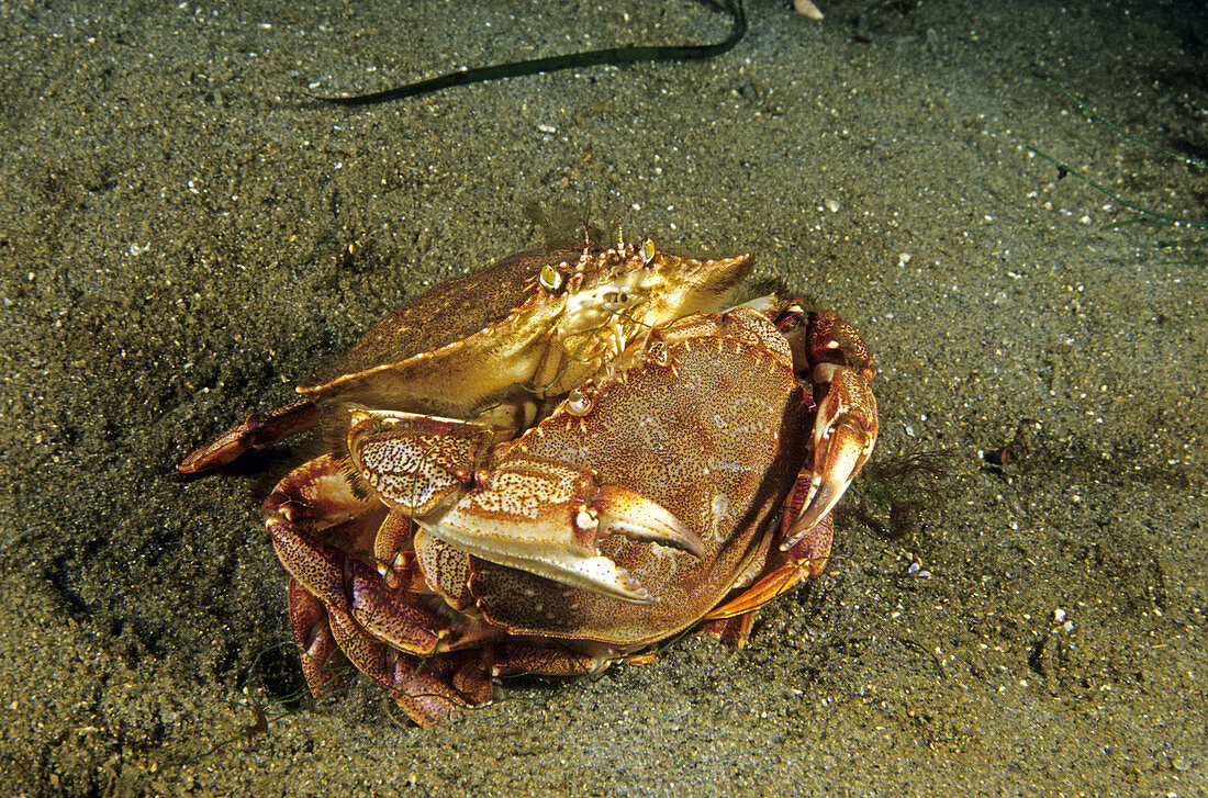 Rock Crabs Mating