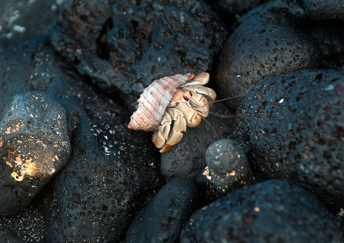 Galapagos Hermit Crab